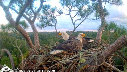 NE Florida Eagles Live Webcam - Sep 21, 2026, 8:12am EDT