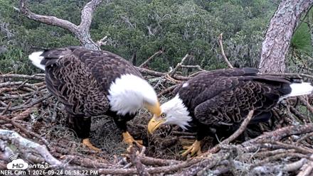 NE Florida Eagles Live Webcam - Sep 24, 2026, 6:59pm EDT