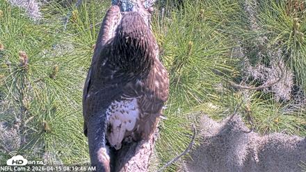 NE Florida Eagles Live Webcam - Apr 15, 2026, 8:20am EDT