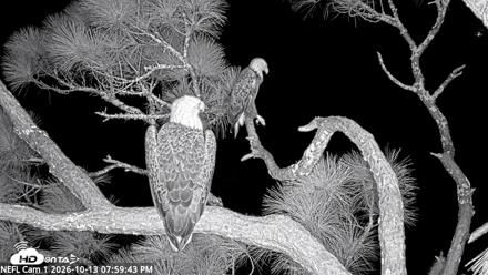 NE Florida Eagles Live Webcam - Oct 13, 2026, 8:00pm EDT