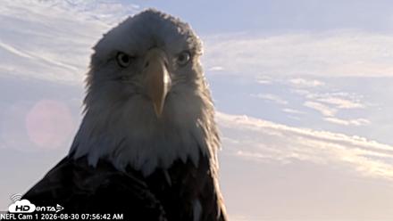 NE Florida Eagles Live Webcam - Aug 30, 2026, 7:57am EDT