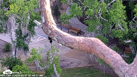 NE Florida Eagles Live Webcam - May 7, 2026, 7:49am EDT