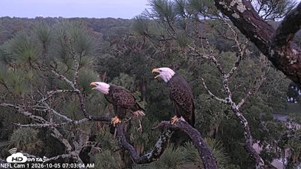 NE Florida Eagles Live Webcam - Oct 5, 2026, 7:04am EDT