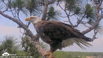 NE Florida Eagles Live Webcam - May 17, 2026, 11:43am EDT