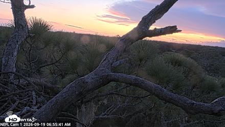 NE Florida Eagles Live Webcam - Sep 19, 2026, 6:56am EDT