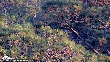 NE Florida Eagles Live Webcam - Apr 23, 2026, 7:30pm EDT
