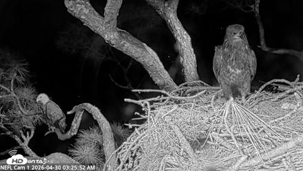 NE Florida Eagles Live Webcam - Apr 30, 2026, 3:26am EDT