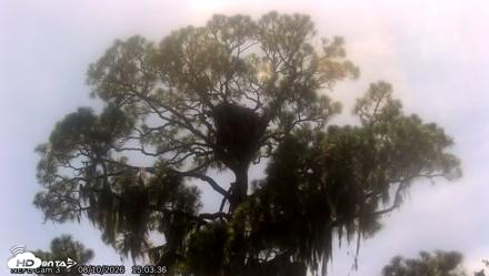 NE Florida Eagles Live Webcam - Aug 10, 2026, 3:04pm EDT