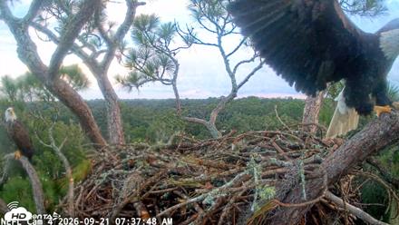 NE Florida Eagles Live Webcam - Sep 21, 2026, 7:38am EDT