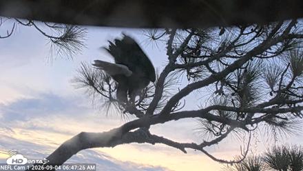 NE Florida Eagles Live Webcam - Sep 4, 2026, 6:48am EDT