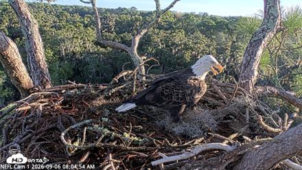 NE Florida Eagles Live Webcam - Sep 6, 2026, 8:06am EDT