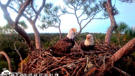 NE Florida Eagles Live Webcam - Sep 22, 2026, 7:31pm EDT