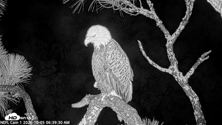NE Florida Eagles Live Webcam - Oct 5, 2026, 6:40am EDT