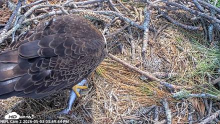 NE Florida Eagles Live Webcam - May 3, 2026, 3:50pm EDT
