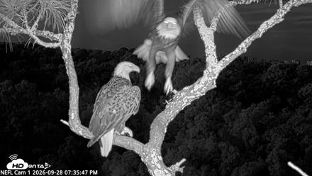 NE Florida Eagles Live Webcam - Sep 28, 2026, 7:36pm EDT
