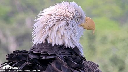 NE Florida Eagles Live Webcam - Sep 18, 2026, 4:28pm EDT