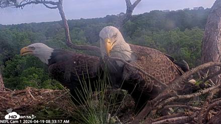 NE Florida Eagles Live Webcam - Apr 19, 2026, 8:34am EDT