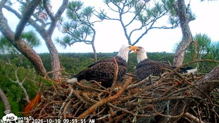 NE Florida Eagles Live Webcam - Oct 10, 2026, 10:00am EDT