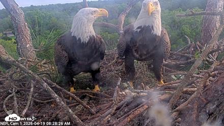 NE Florida Eagles Live Webcam - Apr 19, 2026, 8:29am EDT