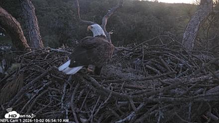 NE Florida Eagles Live Webcam - Oct 2, 2026, 6:55am EDT