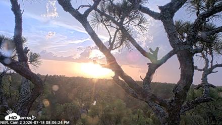 NE Florida Eagles Live Webcam - Jul 18, 2026, 8:07pm EDT