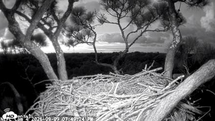 NE Florida Eagles Live Webcam - Sep 9, 2026, 7:50pm EDT