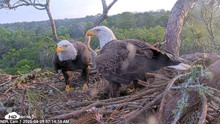 NE Florida Eagles Live Webcam - Apr 29, 2026, 7:16am EDT