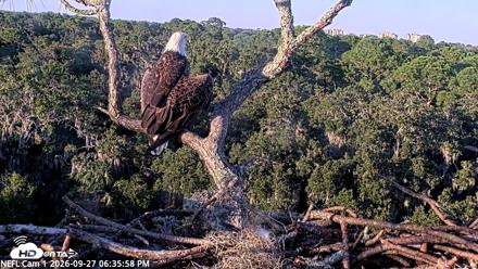 NE Florida Eagles Live Webcam - Sep 27, 2026, 6:37pm EDT
