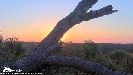 NE Florida Eagles Live Webcam - Jul 8, 2026, 6:41am EDT