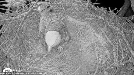 NE Florida Eagles Live Webcam - Sep 15, 2026, 11:42pm EDT