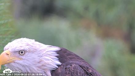 NE Florida Eagles Live Webcam - Aug 20, 2026, 7:29pm EDT