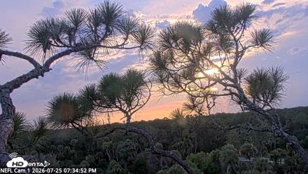NE Florida Eagles Live Webcam - Jul 25, 2026, 7:35pm EDT