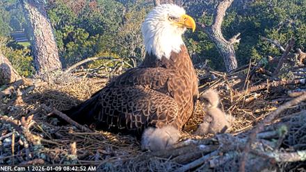 NE Florida Eagles Live Webcam - Jan 9, 2026, 8:43am EST