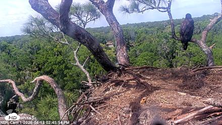 NE Florida Eagles Live Webcam - Apr 13, 2026, 2:46pm EDT