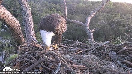NE Florida Eagles Live Webcam - Oct 1, 2026, 7:01am EDT