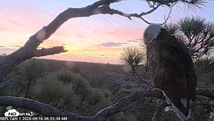 NE Florida Eagles Live Webcam - Sep 16, 2026, 6:56am EDT