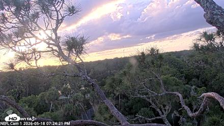 NE Florida Eagles Live Webcam - May 18, 2026, 7:25pm EDT
