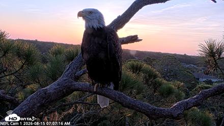NE Florida Eagles Live Webcam - Aug 15, 2026, 7:08am EDT