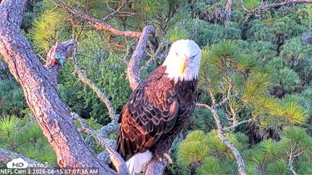 NE Florida Eagles Live Webcam - Aug 15, 2026, 7:08am EDT