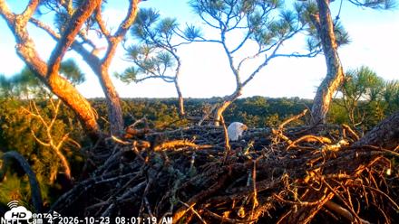 NE Florida Eagles Live Webcam - Oct 23, 2026, 8:02am EDT