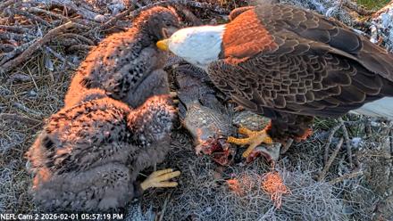 NE Florida Eagles Live Webcam - Feb 1, 2026, 5:58pm EST