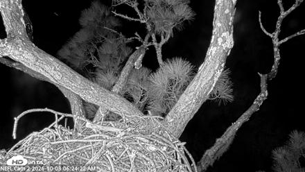 NE Florida Eagles Live Webcam - Oct 3, 2026, 6:25am EDT