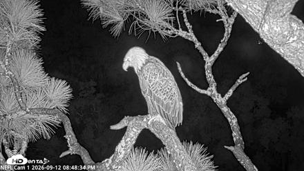 NE Florida Eagles Live Webcam - Sep 12, 2026, 8:49pm EDT