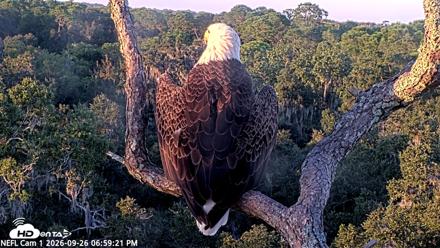 NE Florida Eagles Live Webcam - Sep 26, 2026, 7:00pm EDT