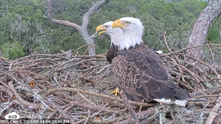 NE Florida Eagles Live Webcam - Sep 24, 2026, 4:02pm EDT