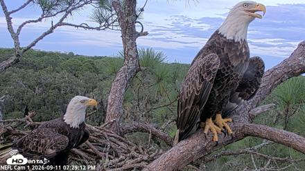 NE Florida Eagles Live Webcam - Sep 11, 2026, 7:30pm EDT