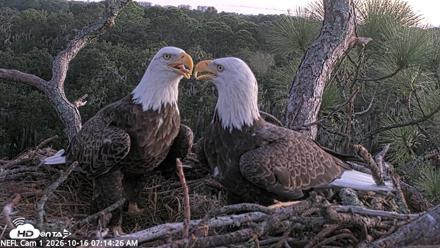 NE Florida Eagles Live Webcam - Oct 16, 2026, 7:15am EDT