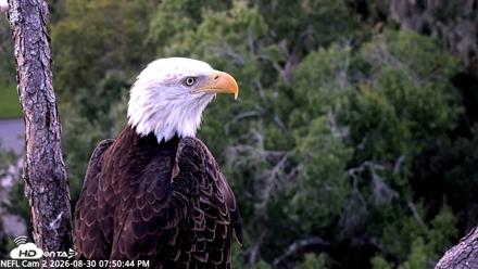 NE Florida Eagles Live Webcam - Aug 30, 2026, 7:51pm EDT