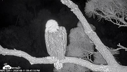 NE Florida Eagles Live Webcam - Aug 11, 2026, 9:48pm EDT