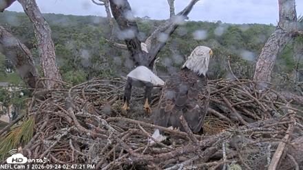 NE Florida Eagles Live Webcam - Sep 24, 2026, 2:48pm EDT